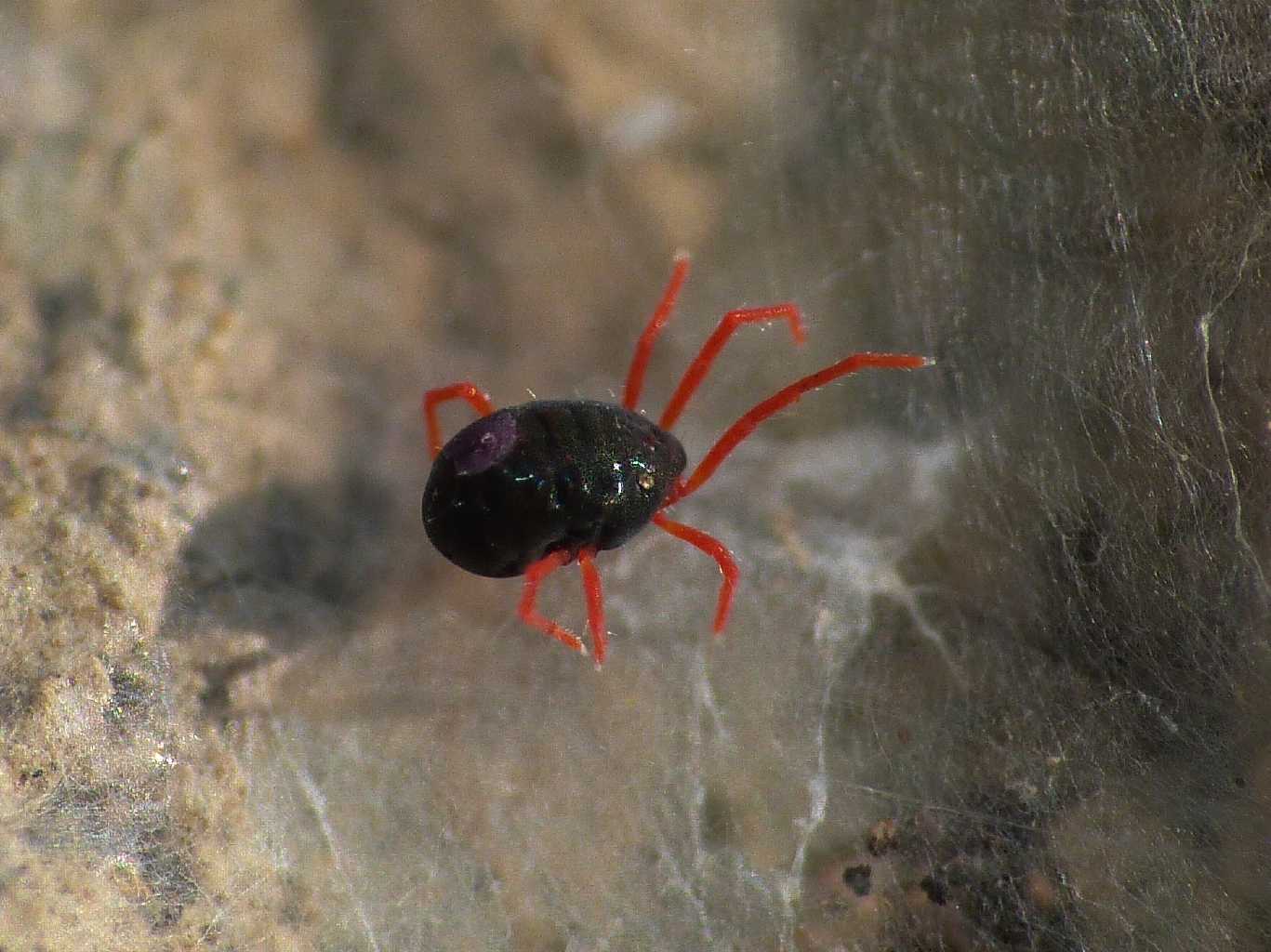Blu zampe rosse: Halotydeus sp. (Penthaleidae) - Tolfa (RM)